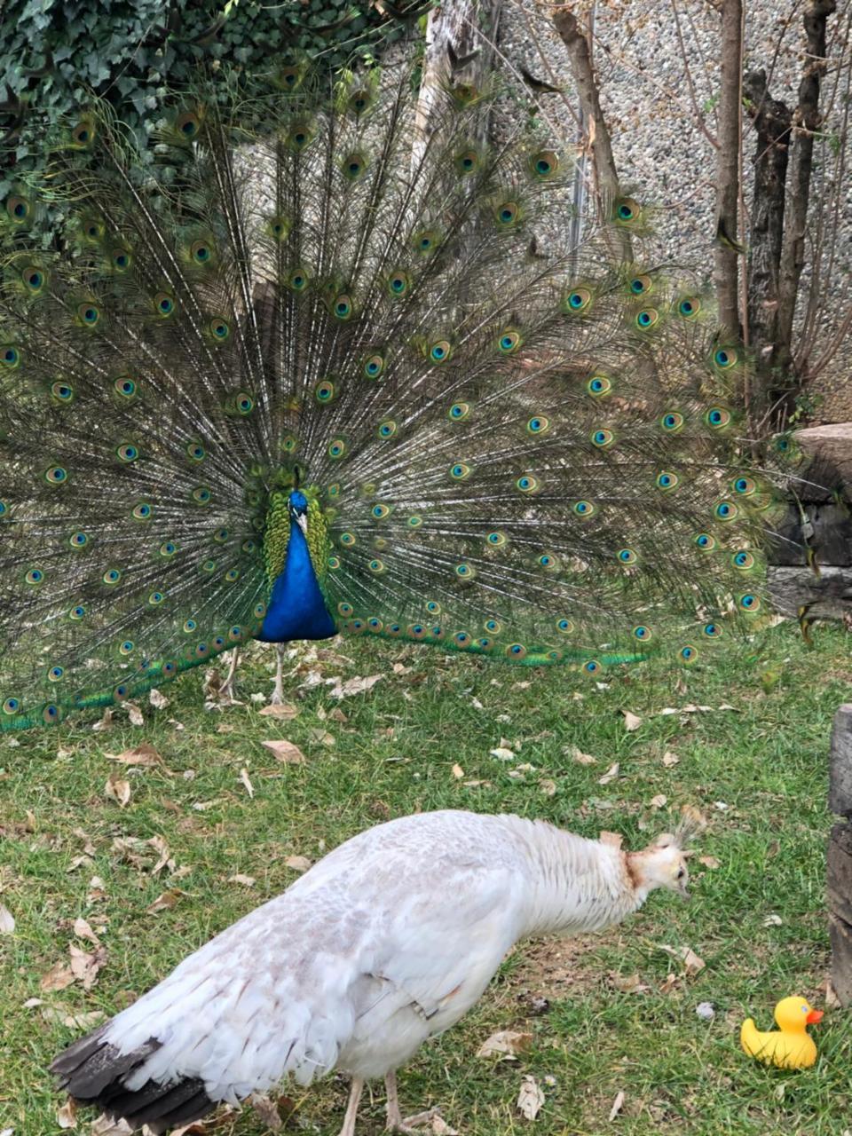 "Ai 4 Soli" Cermenate Kültér fotó